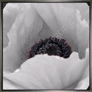poppy-on-right.jpg