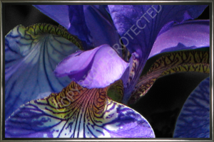 woodland-iris.jpg