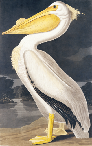15VAWPelican.jpg