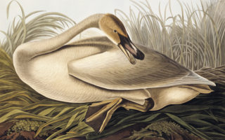 5H_TSwanGrass.jpg
