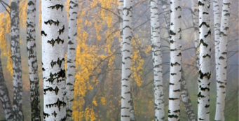 Aspen-Mist-final.jpg