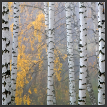 Aspen-Mist-final.jpg