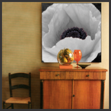 cat interiors 732 poppy.tif