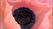 poppy-frmd.jpg