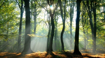 st914-Sunlit-II-1168519.jpg