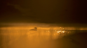 st917-Sounds-of-Silence-OCP0059560.jpg
