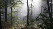 st924-Fog-Clearing-2345828.jpg